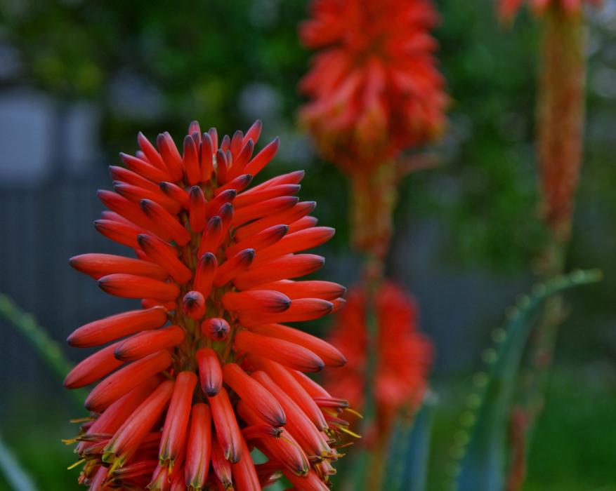 Native floral Fauna