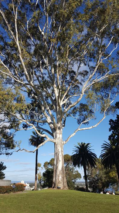 Majestic Eucalyptus Park view