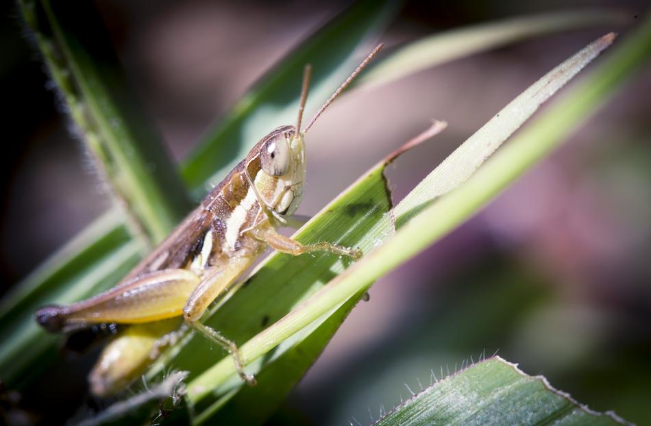 Grasshopper Natural Asia
