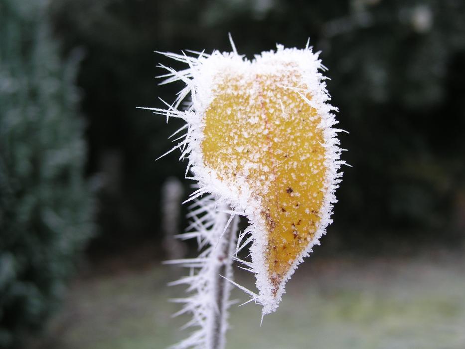 Morning Meadow Hoarfrost