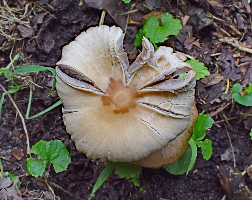 a nice big mushroom in the woods