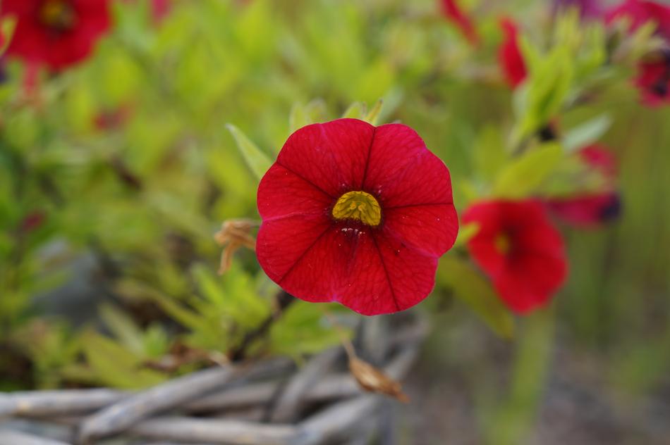 wild red flowers in the grass