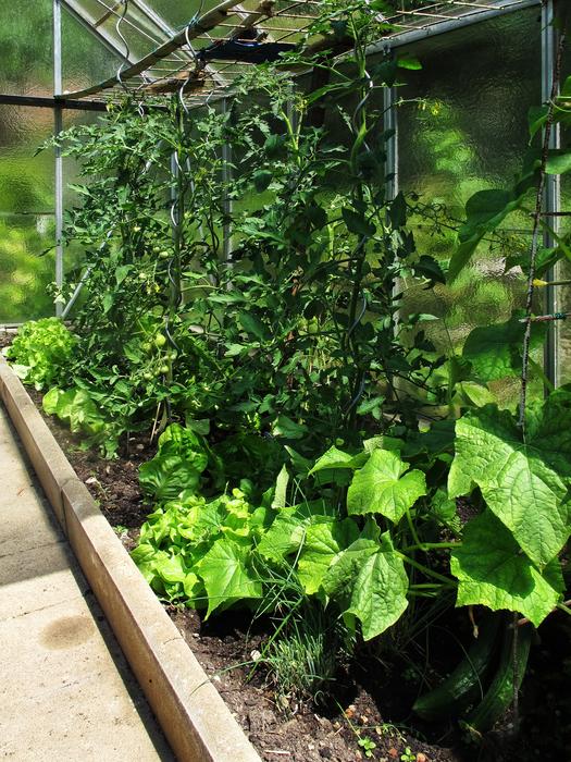 greenhouse with plants