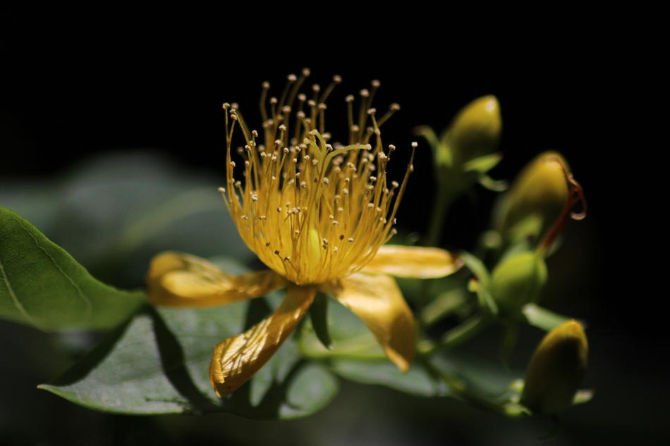 Yellow Colored Flowers
