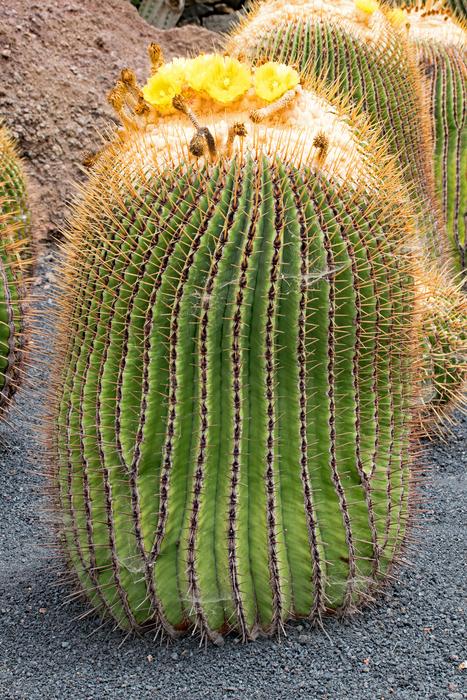 Jardin De Cactus Lanzarote in spain
