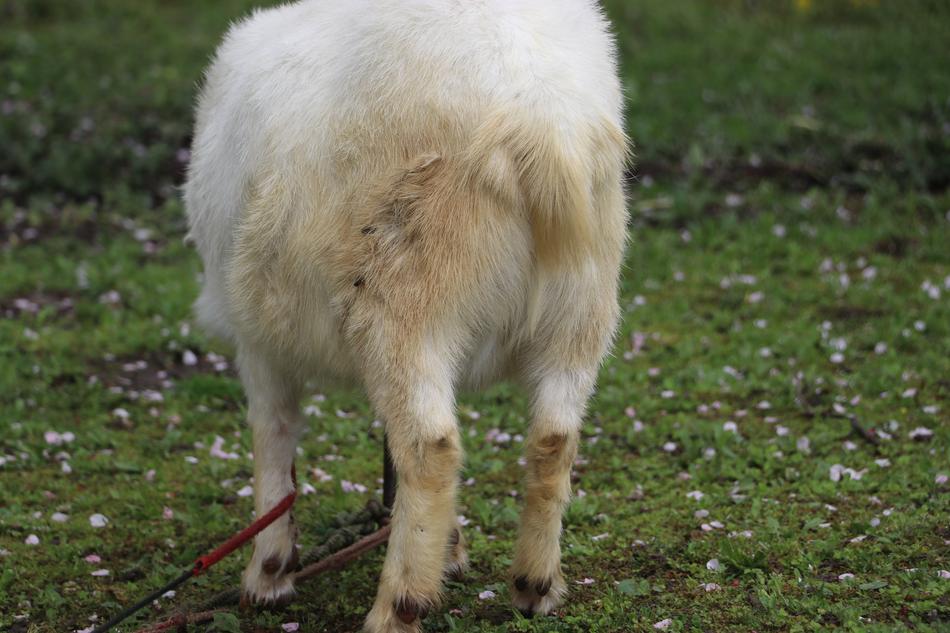 Animal White