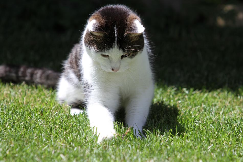Cat Pet Domestic Black And