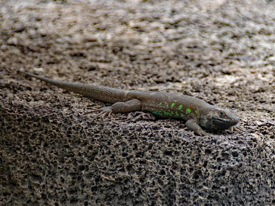 Ostkanaren Lizard Gallotia