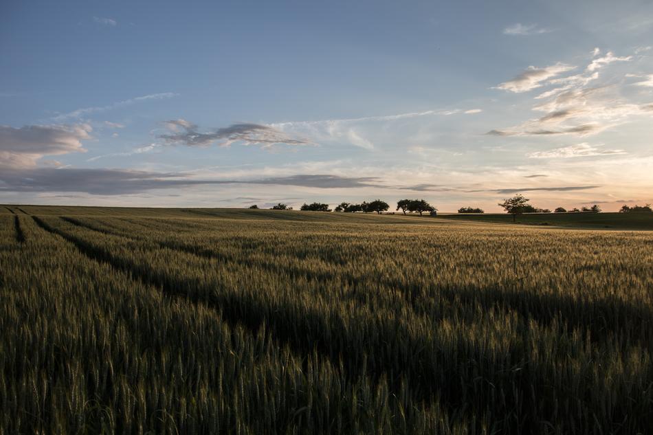 Landscape Summer Nature