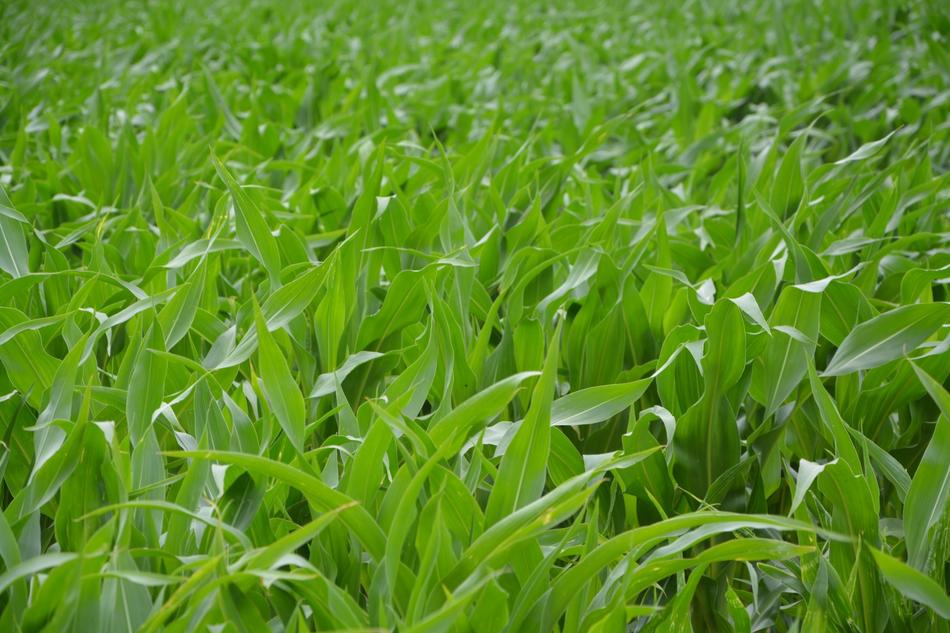 Fields Corn Husks