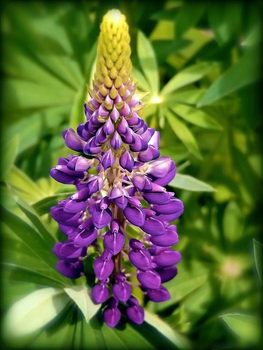 purple flowers in the green grass garden