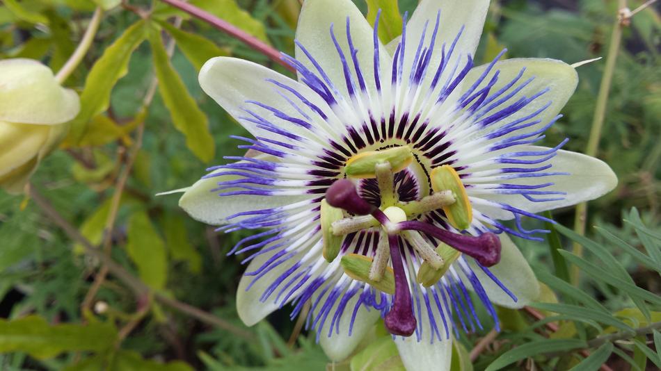 unusual flower purple beautiful