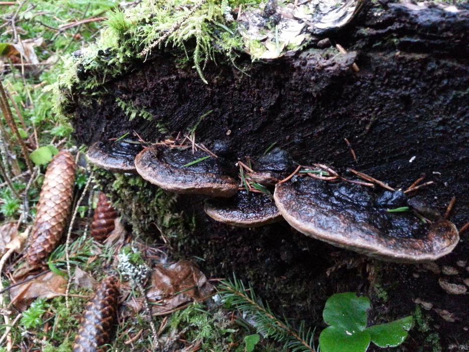 mushrooms hidden in a hollow tree