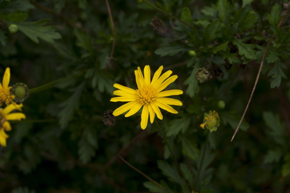 Yellow Flower bloomng in meadow