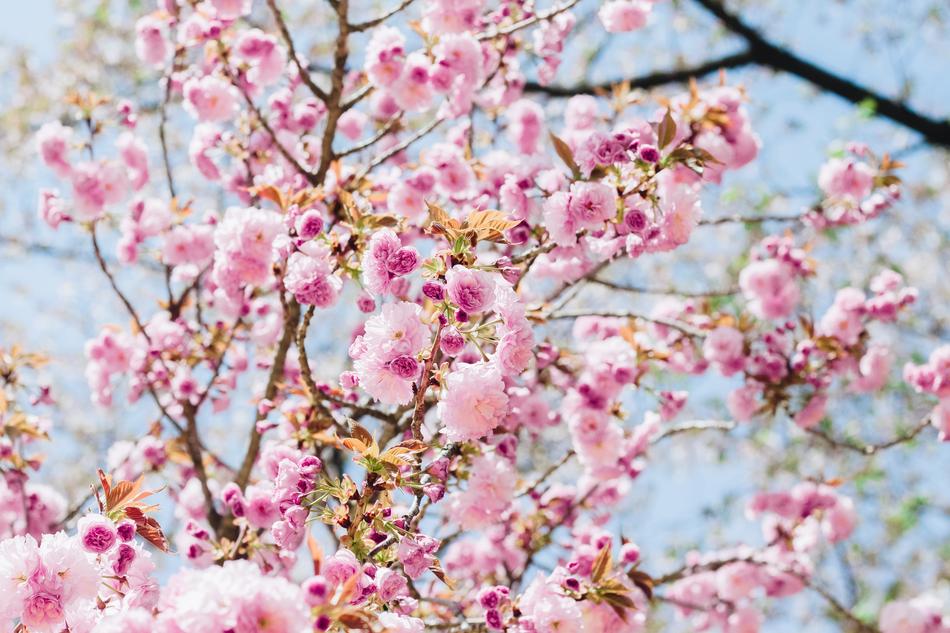 Sakura Pink Cherry Flowers