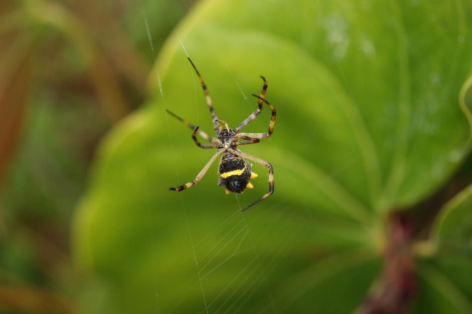 a large spider on green foliage