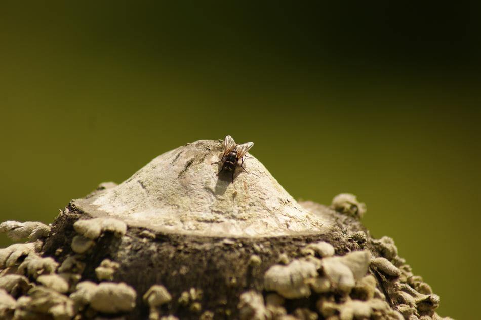 insect in the Nature