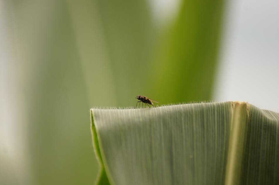 Nature In The