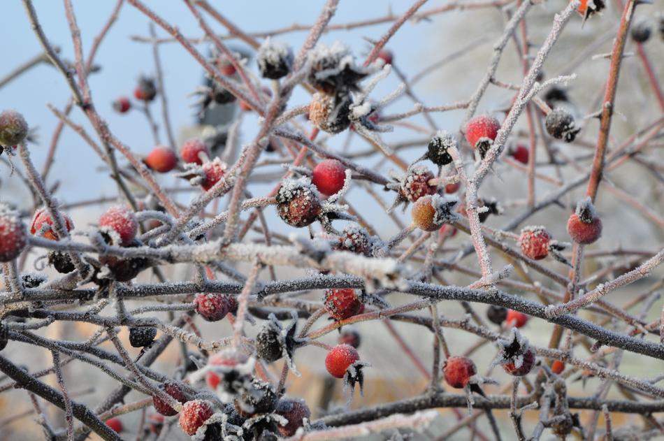 wild berries on the branches frozen