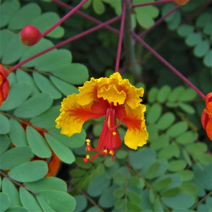 yellow flower on green grass landscape