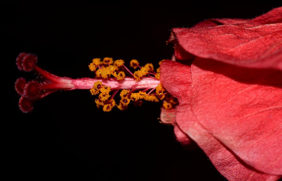 Hibiscus Close Up Blossom