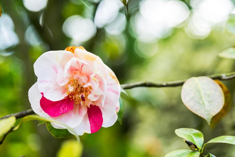 a large flower on a green background