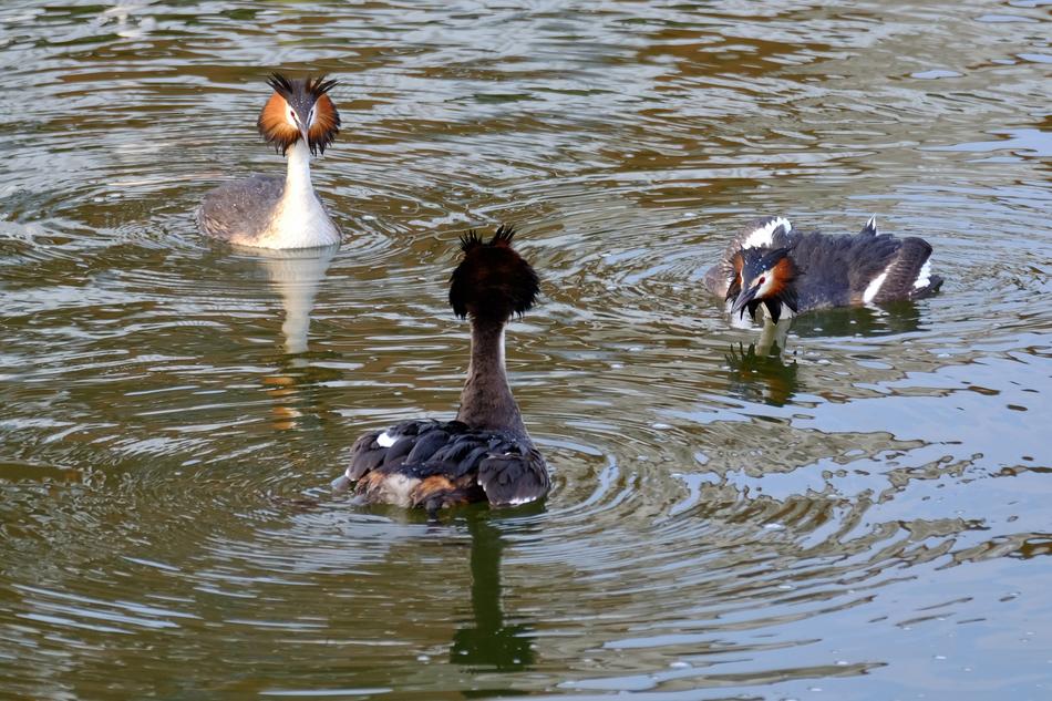 colored ducks on the water are wild