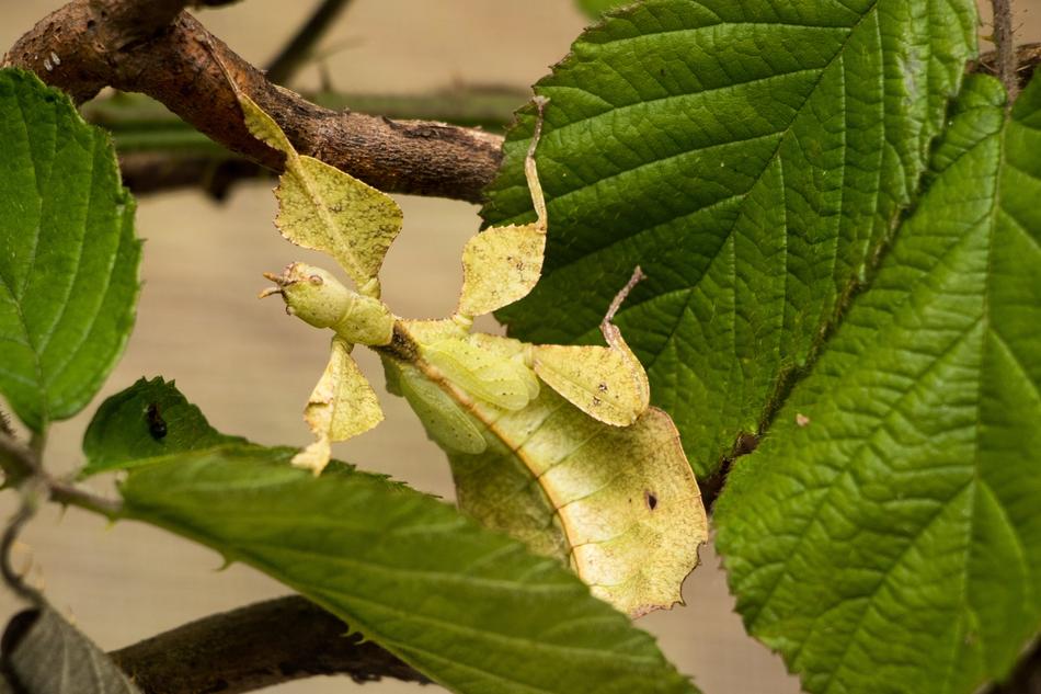 green Grasshopper Leaf