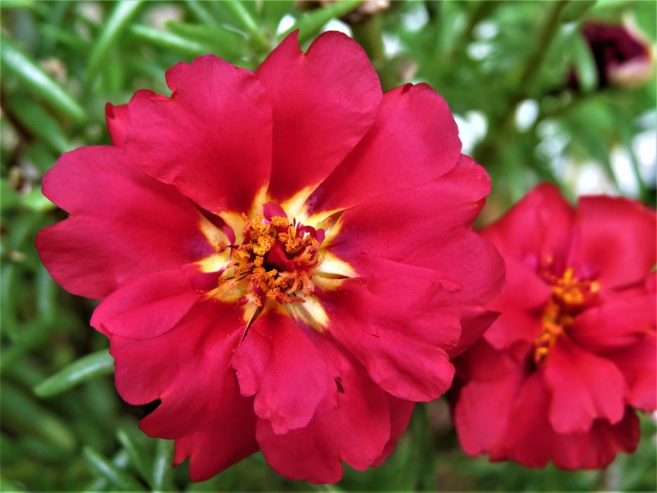 red flower buds landscape