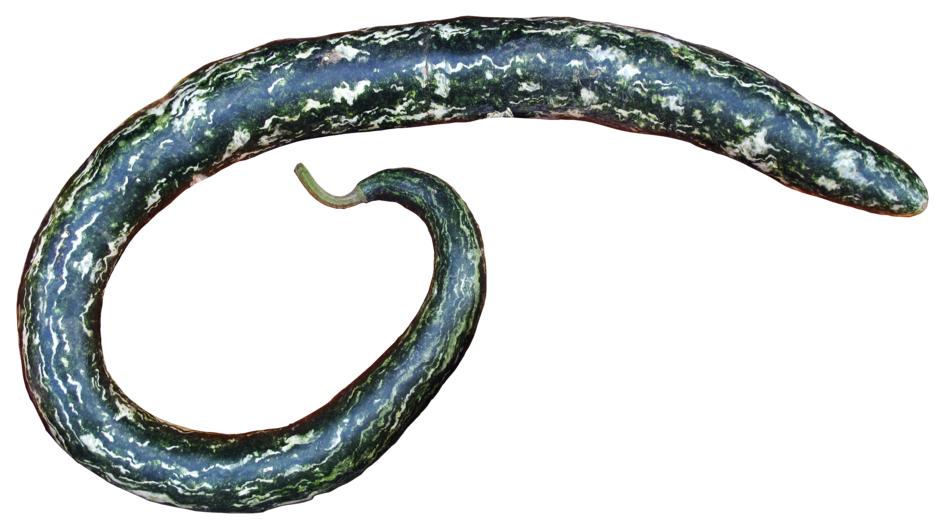 long green vegetable