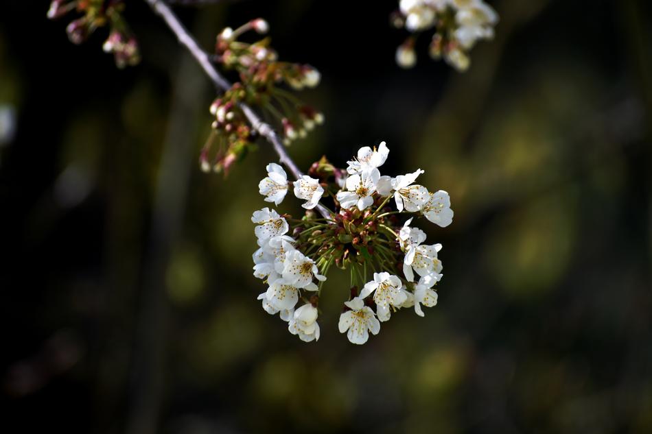 white small flowers on a branch close-up