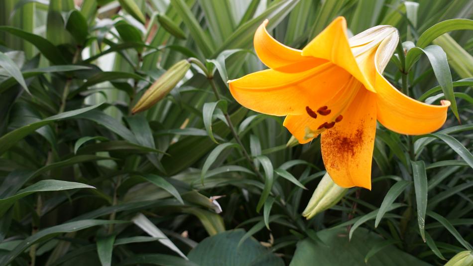Flower Garden