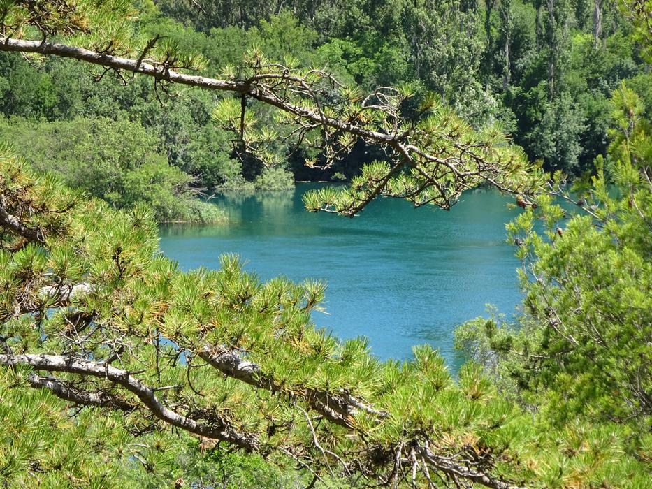 outlook of lake in forest
