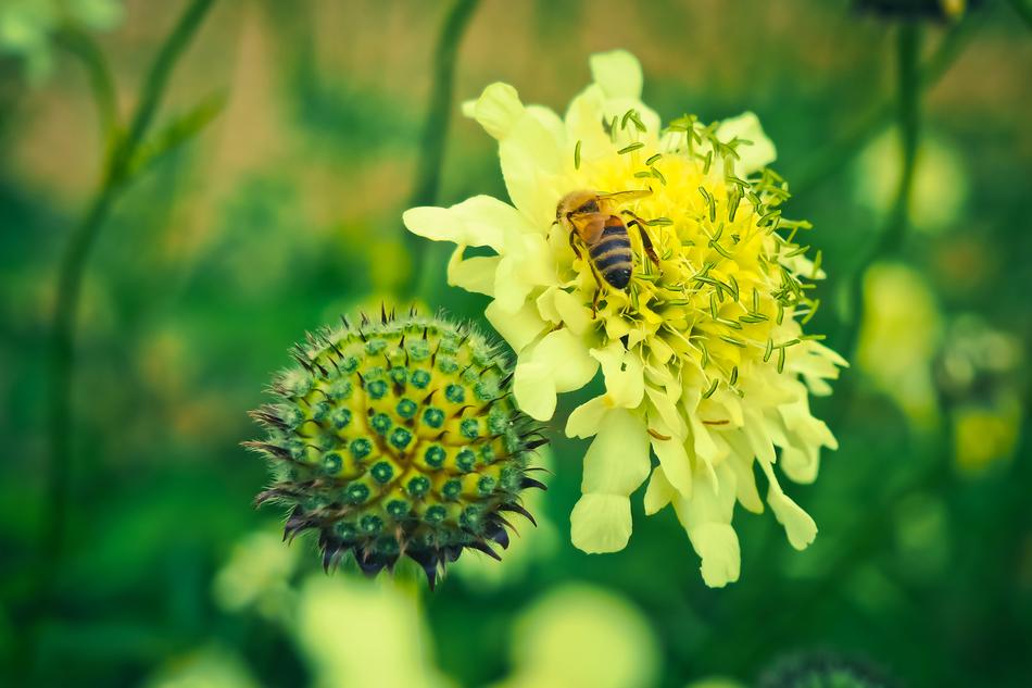yellow wild flower with insects
