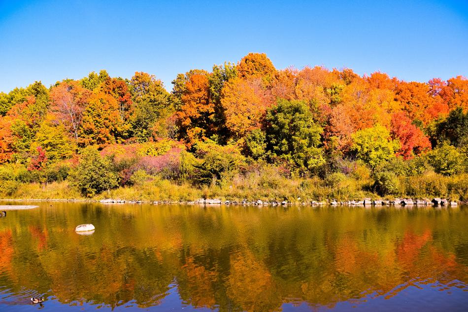 autumn forest with lake landscape