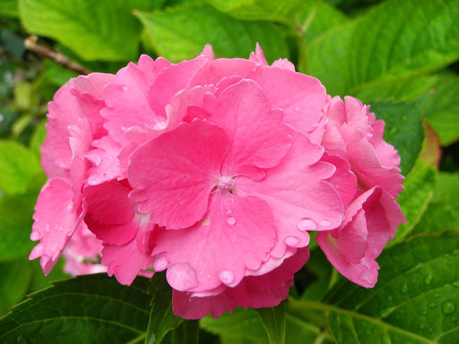 Hydrangea Flower Pink