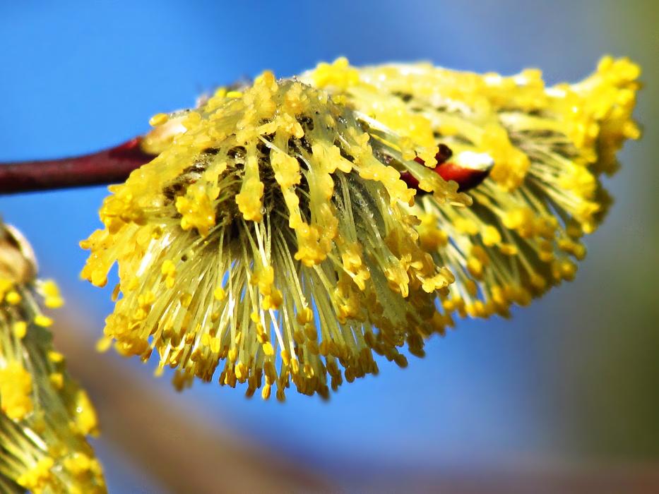 Plant Macro Nature