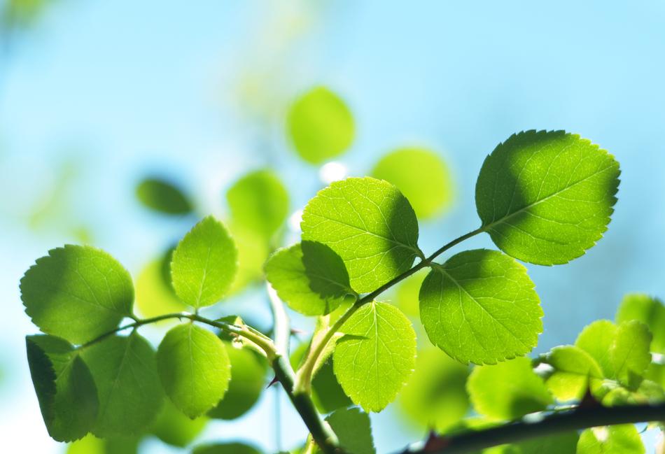 Green Leaves at the sunlight closeup picture