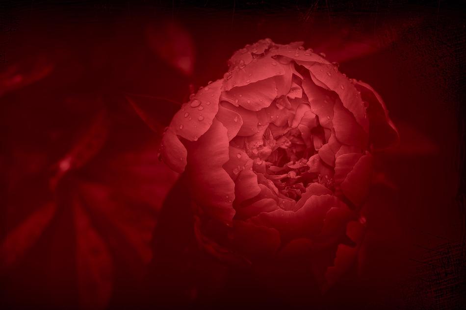 Peony Red Flower bud
