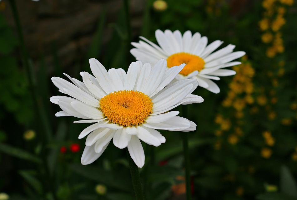 white daisies in green water landscape