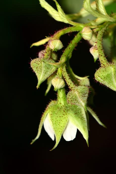 green plants on a black background