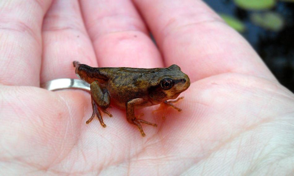 a small frog on a man's arm