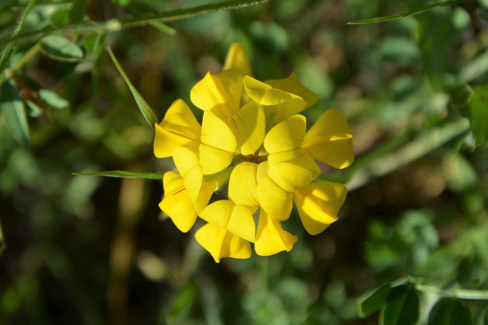 yellow flower on green grass in the forest