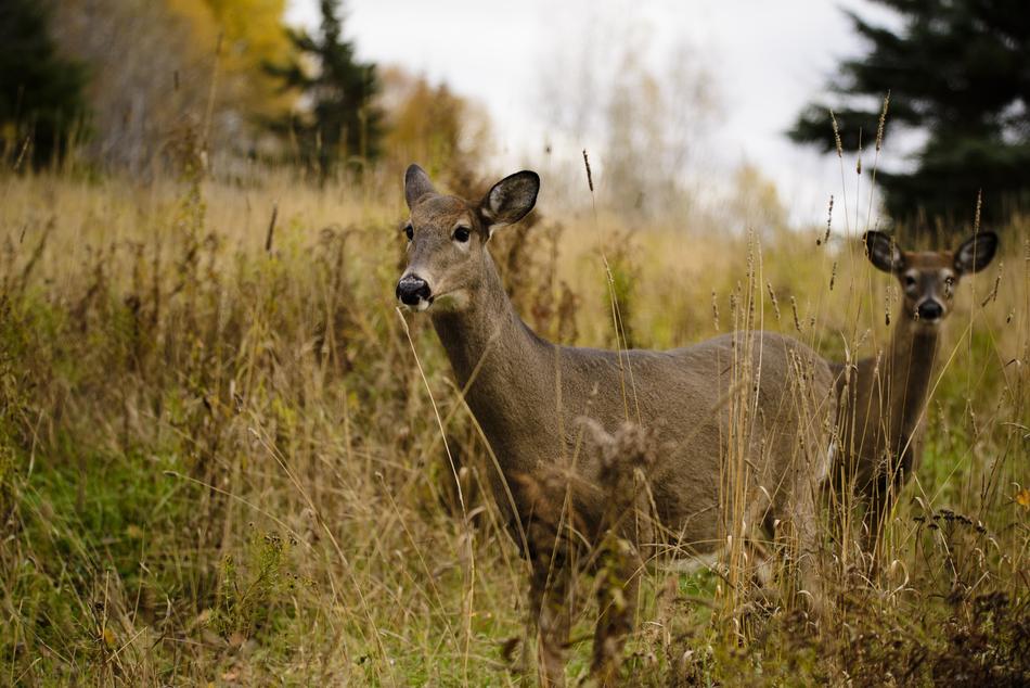wild deer in a dry field