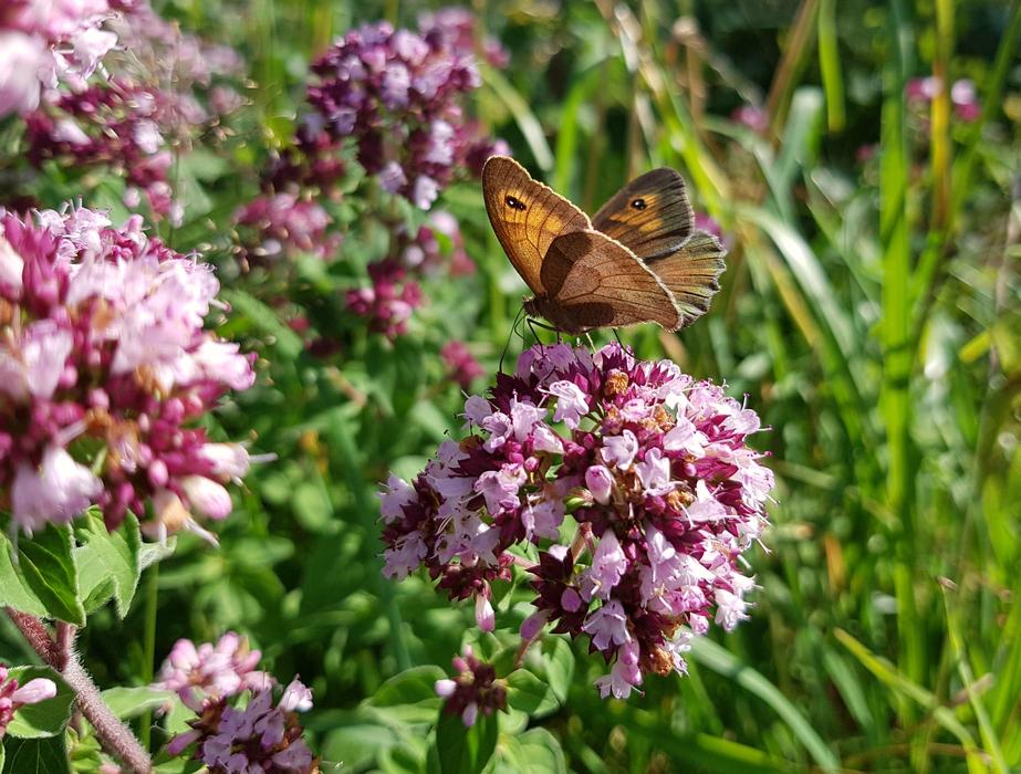 Butterfly Butterflies Meadow Brown