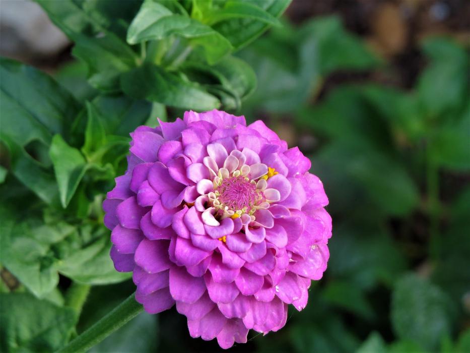 pink flower on green foliage landscape