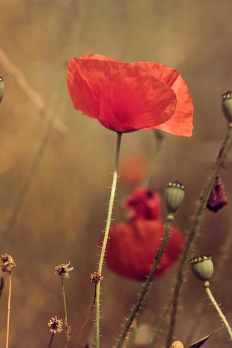 Poppy Orange Flower blooming