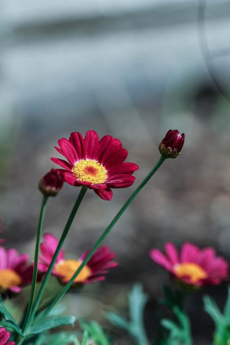 Flower Pink Color Summer