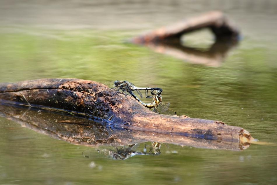 dragonfly on a log in the water