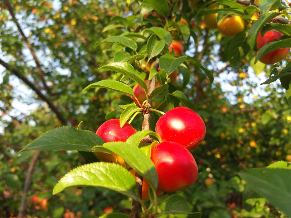 sweet red berries on the tree